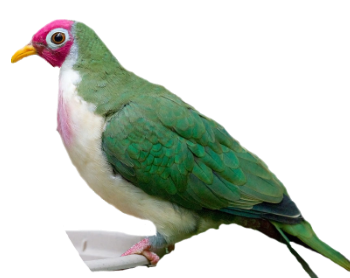 http://www.pigeonpanic.com/images/pigeonkinds/fruitduif.png